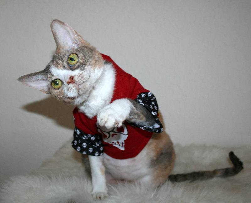 Daisy the Curly Cat Brace Yourself!