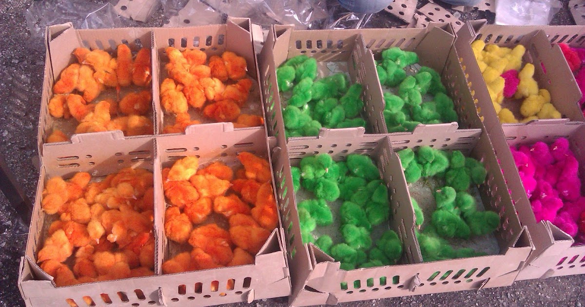 Keinginan Hati: AYAM WARNA WARNI