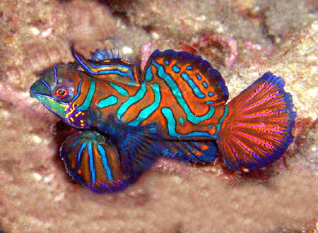 Chinese Mandarin Fish