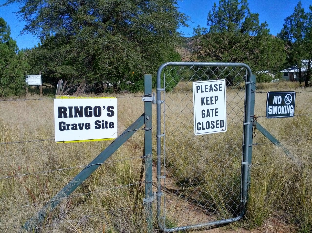 Ringo rag executive summary essay 08 picture