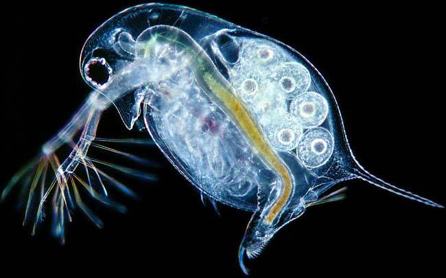 Raja Muda Lele Sedikit Mengenal Daphnia Atau Kutu Air