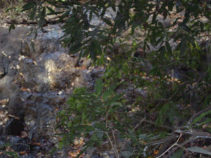 The rocky cliff from which water from "Dharnyachi Ghaan" flows down into the forest below.