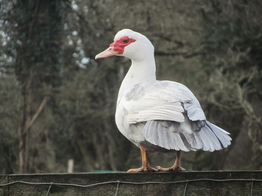 Muscovy Duck