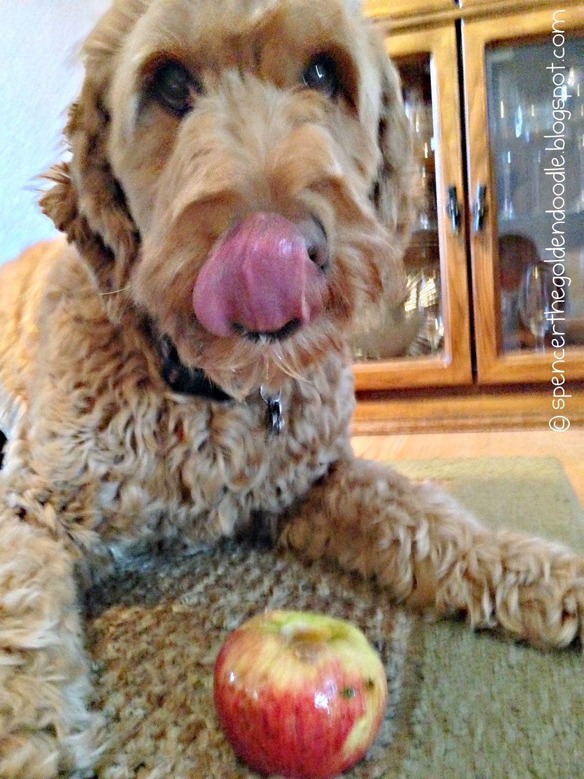 Spencer the Goldendoodle Tasty Tuesday Apples and Peanut Butter