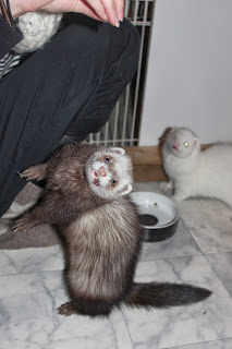 fretti+ferret