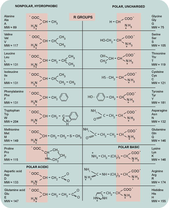 amino acids BiochemKnowledge