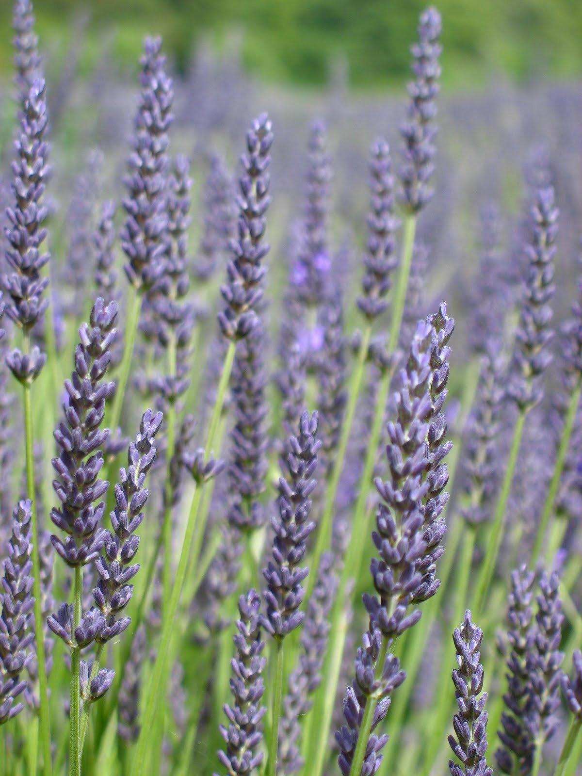 Purple Chili Pepper Plant Pods Click Grow