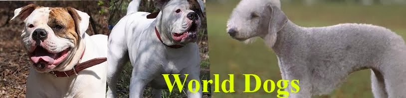 Dogs of the world