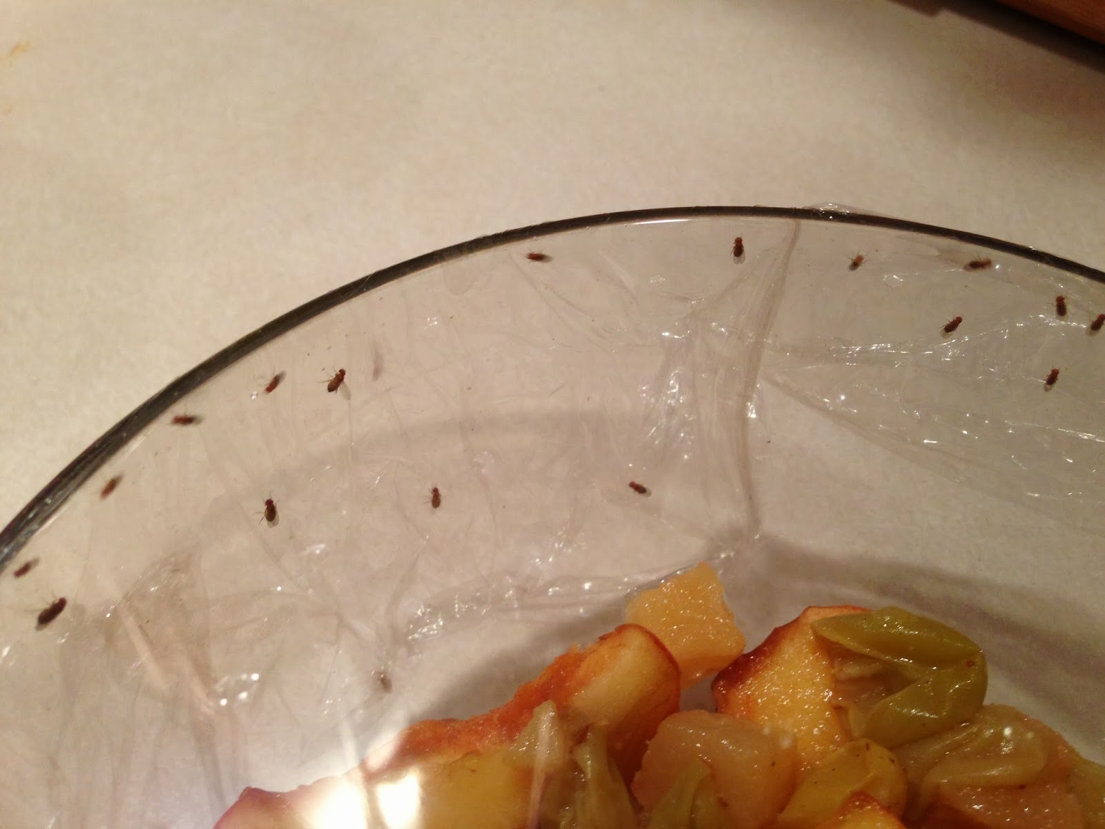 Midnight Mindness Fruit Flies