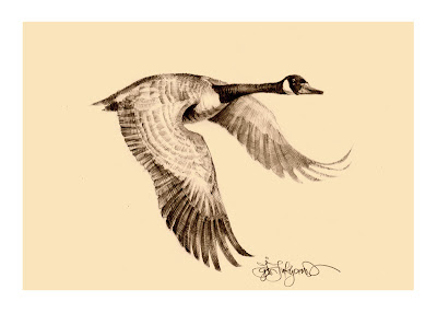 wild goose drawing