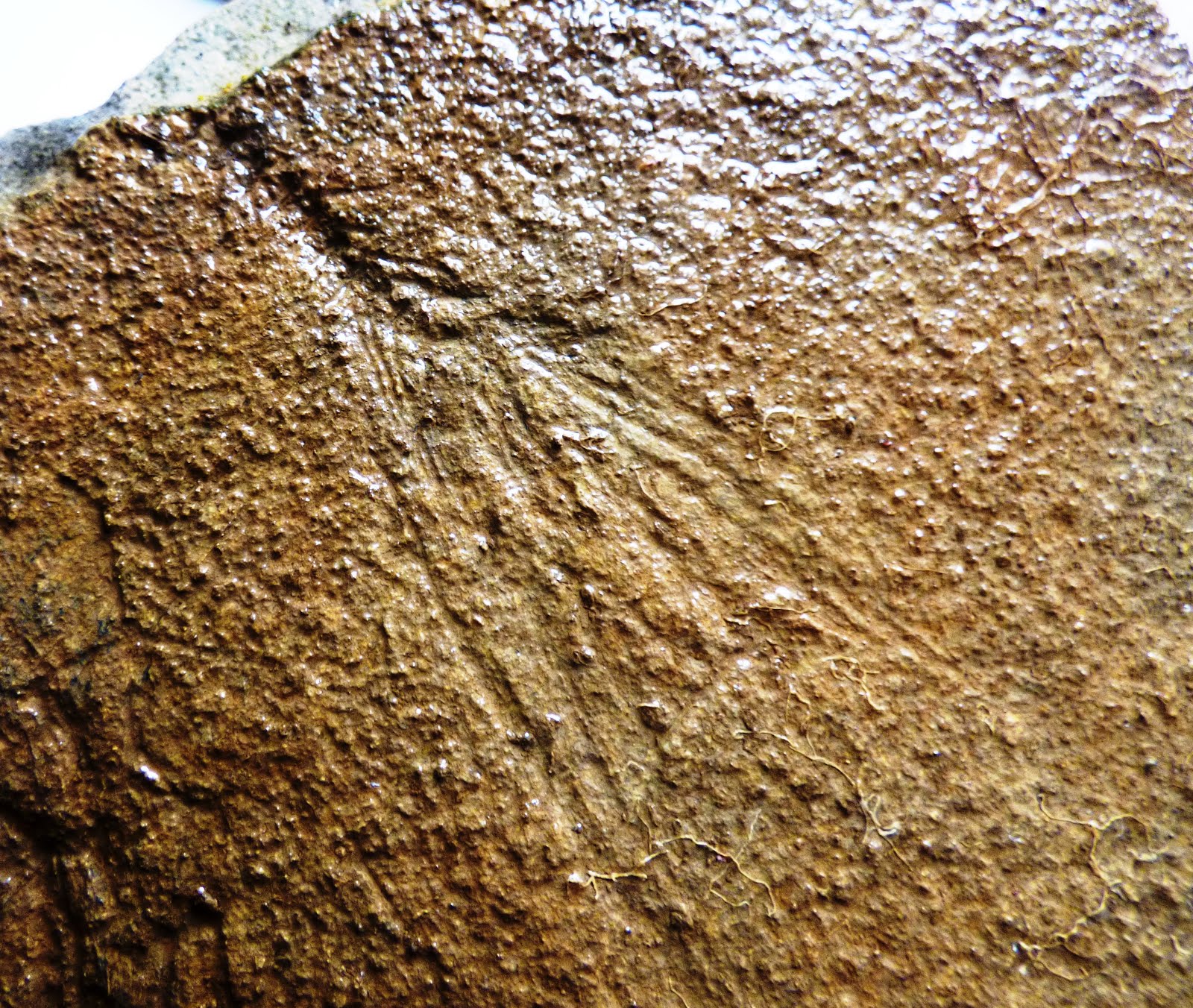 Ichthyotringa  Απολιθωμένο ψάρι 70 εκατομμυρίων χρόνων