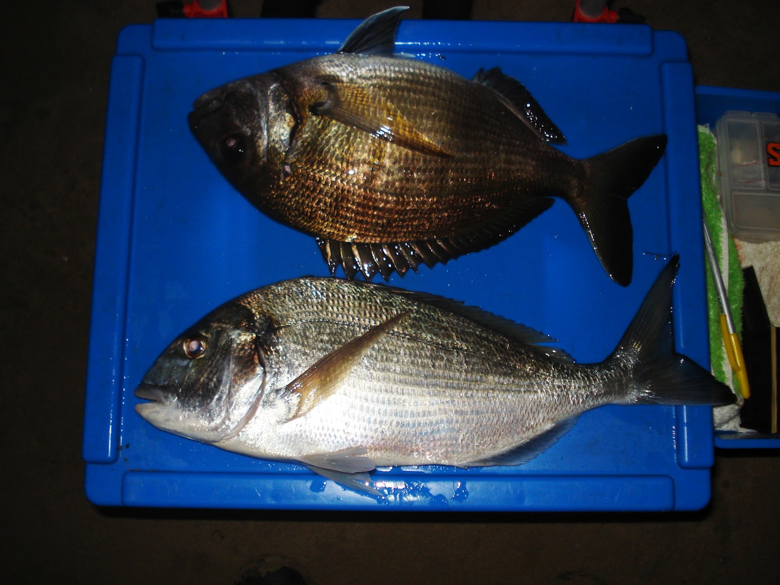 Xiquets Pesca Sardos, retomando sensaciones