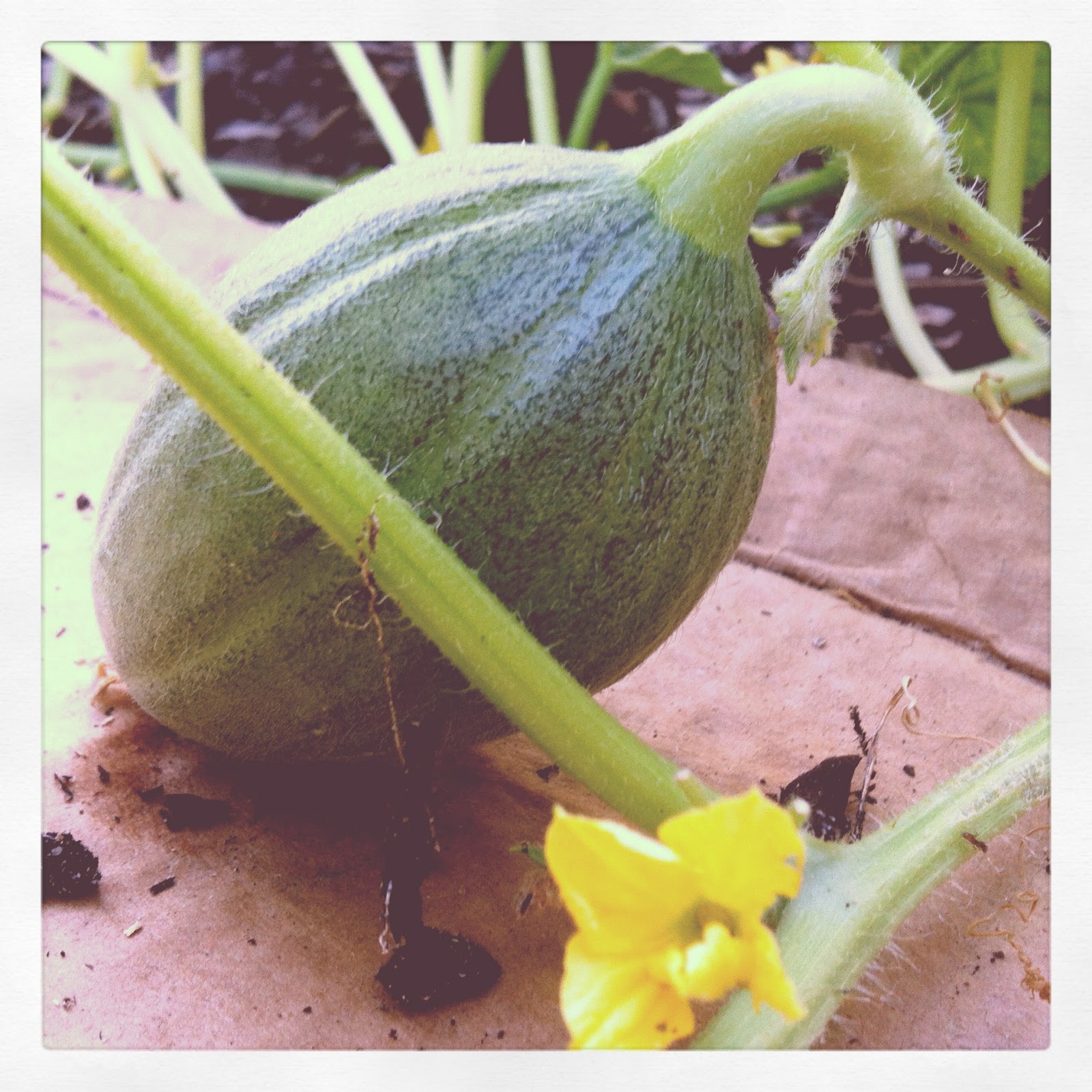 A CITY GIRL Baby Cantaloupes GROW!