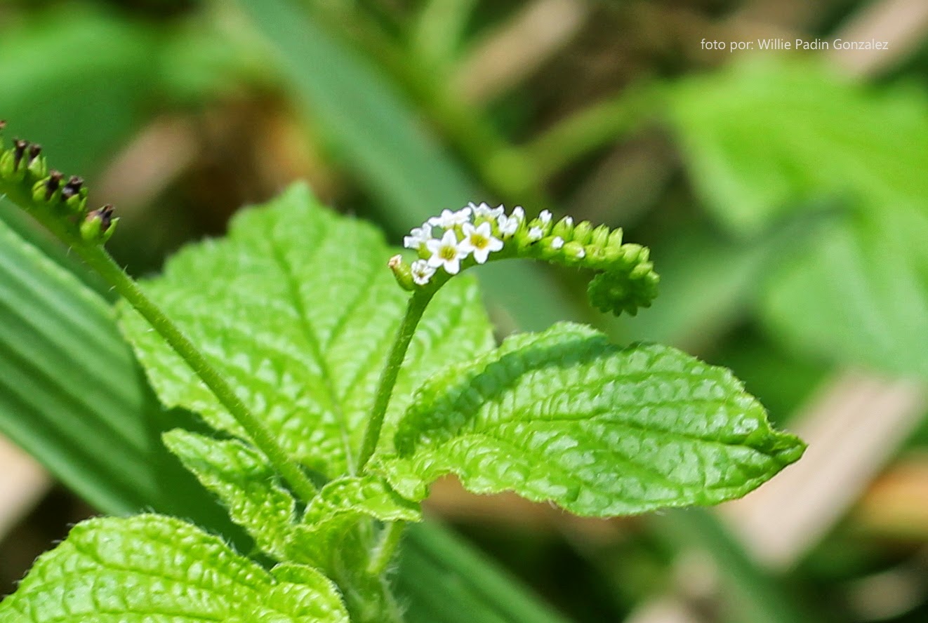 Flora de Puerto Rico Ilustrada Papo Vives: BORAGINACEAE HELIOSPERMUN