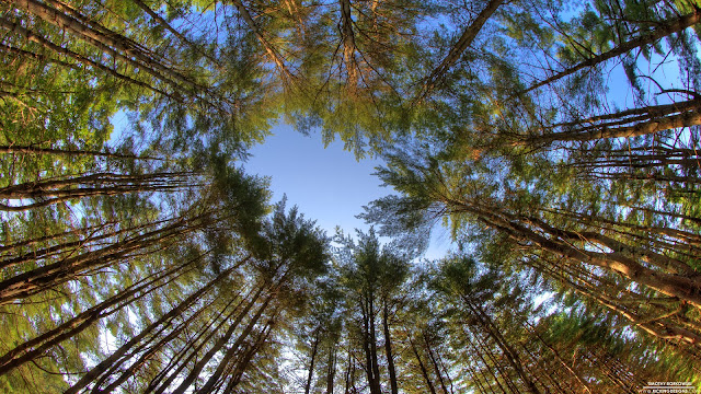 HD Wallpapers 1080p Forest | Nice Pics Gallery