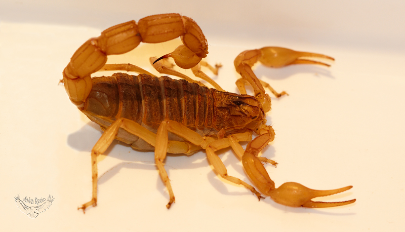 Aparecen alacranes en tolosa