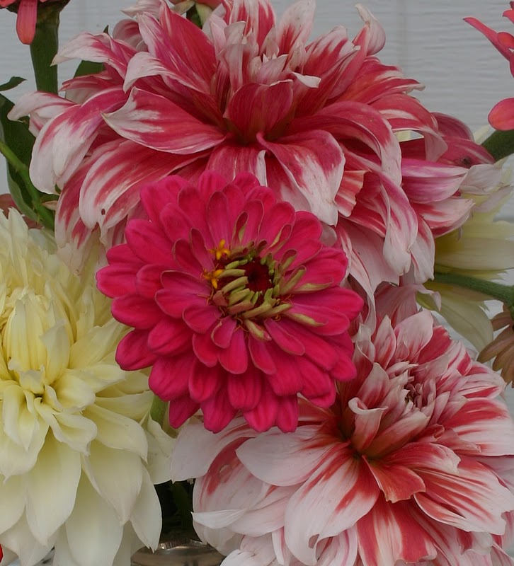 GIANT DINNER PLATE DAHLIAS IN ARRANGEMENTS Sowing the Seeds