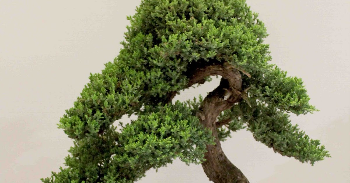 Bonsai Skosh Sydney Bonsai Spectacular