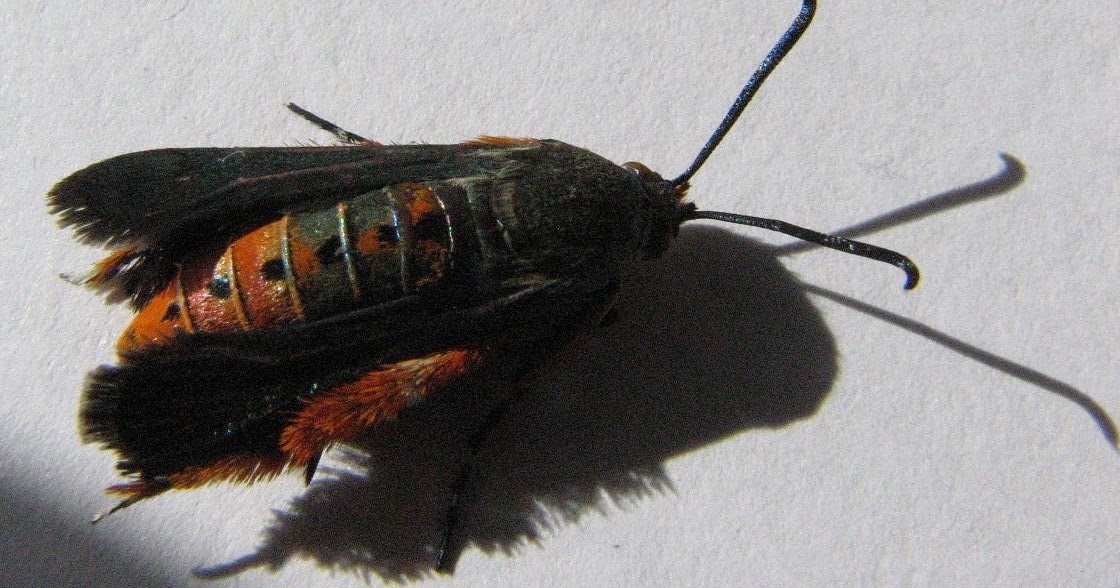 The Scientific Gardener Squash Vine Borer (SVB)