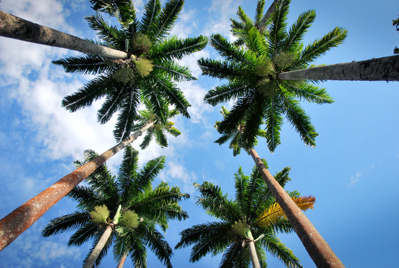 The world's tallest palm trees A B C da PALMEIRA Palms. Palmae ou
