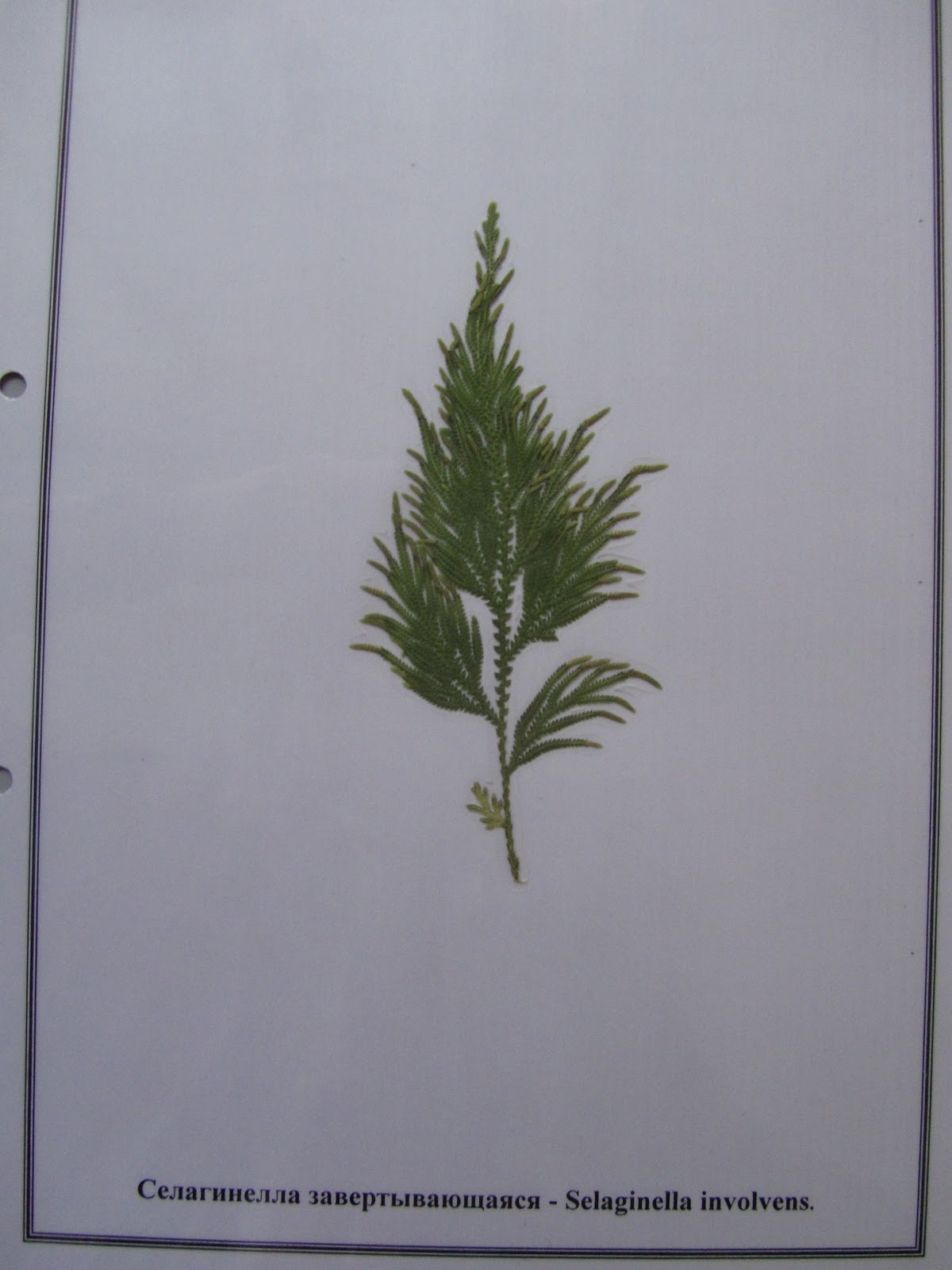 Гербарий по биологии 5 класс образец гербарий по биологии 5 класс образец