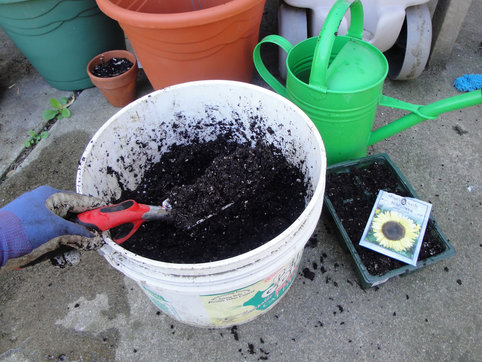 urban artichoke How to Grow From Seed