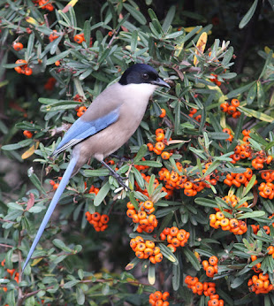 Iberian Magpie