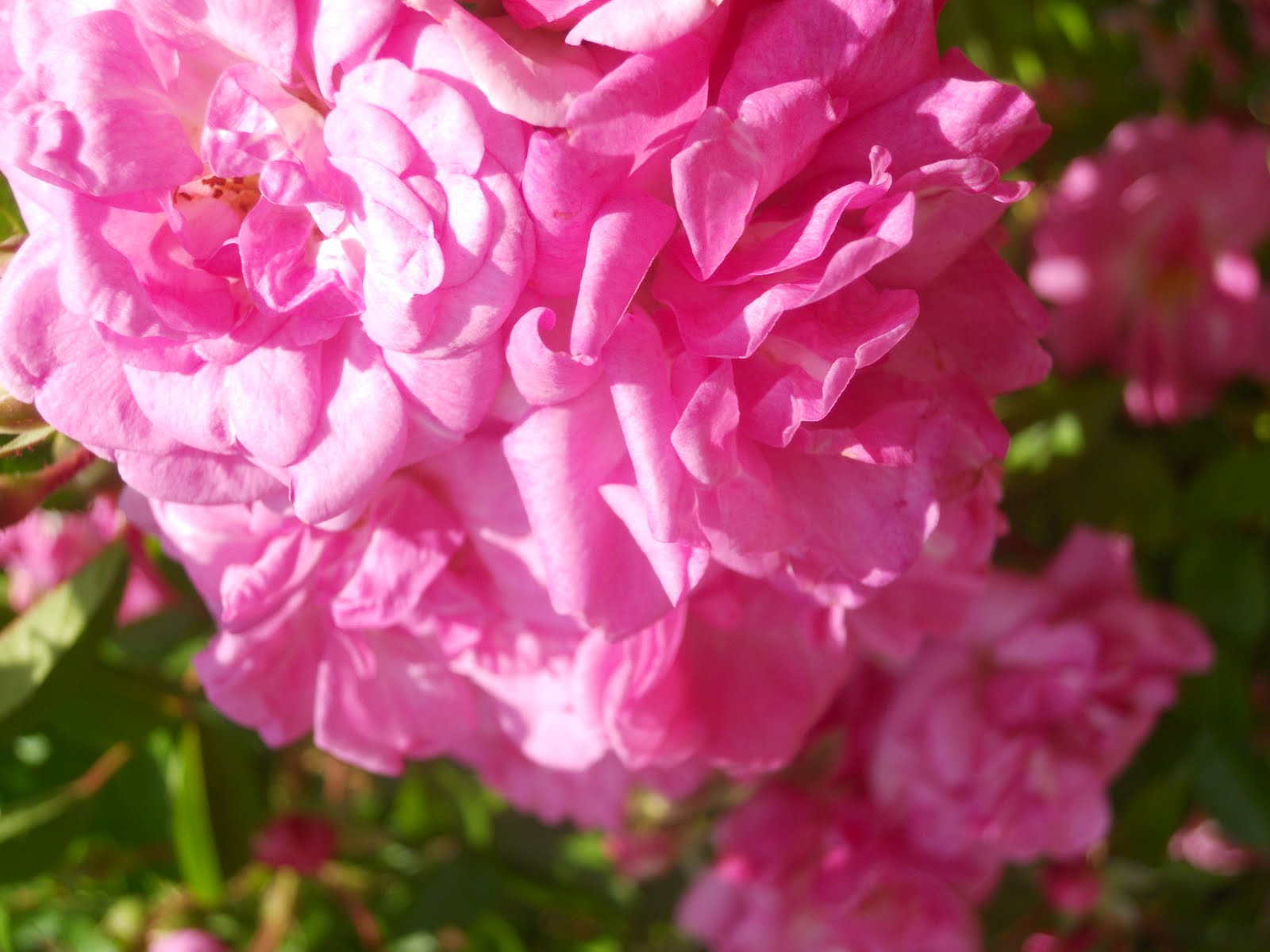 1060 Bliss Katrina Rose