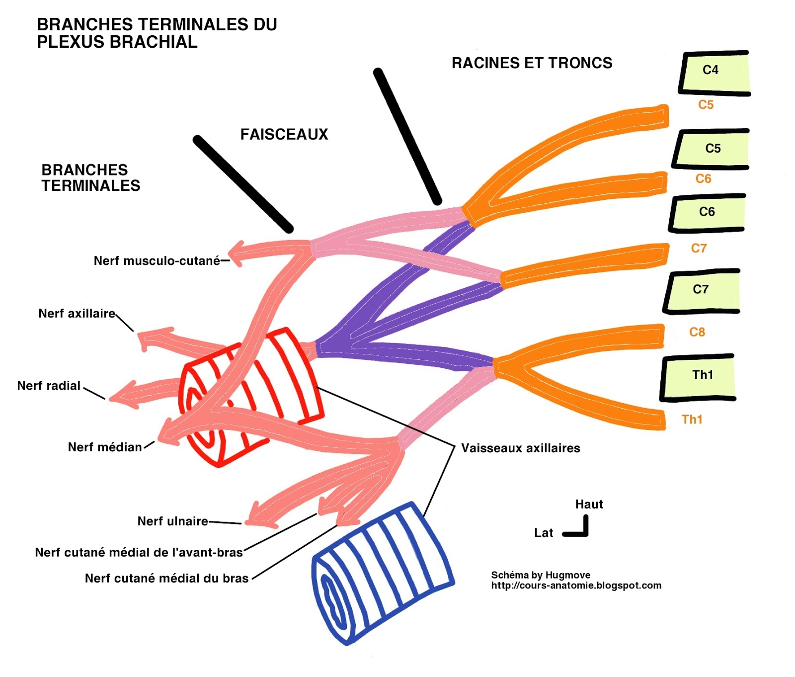 99 The Brachial Plexus Sections Branches Teachmeanato vrogue.co