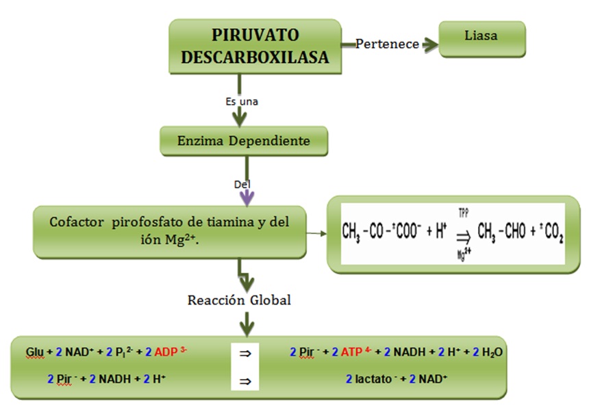 Piruvato Descarboxilasa; 2Oxoácido Carboxiliasa; alfaCarboxilasa