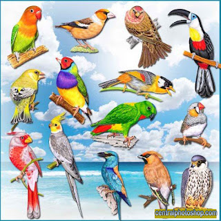 Clipart Png - Pássaros tropicais