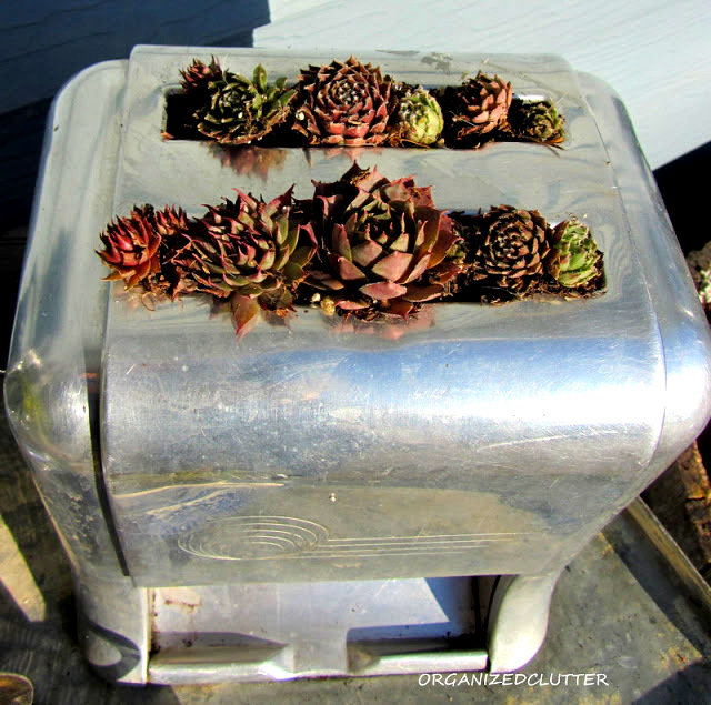 Make a toaster into a cool succulent planter, by Organized Clutter, featured on I Love That Junk