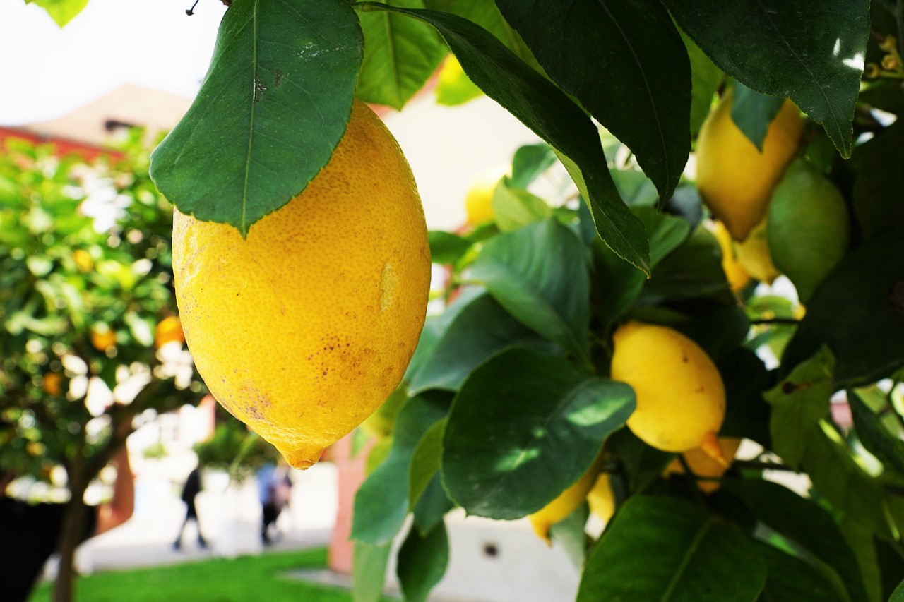sin embargo si no tienes dinero para invertir en un abono ya preparado puedes abonar tu limonero - Abono Natural sin embargo si no tienes dinero para invertir en un abono ya preparado puedes abonar tu limonero - Abono Natural
