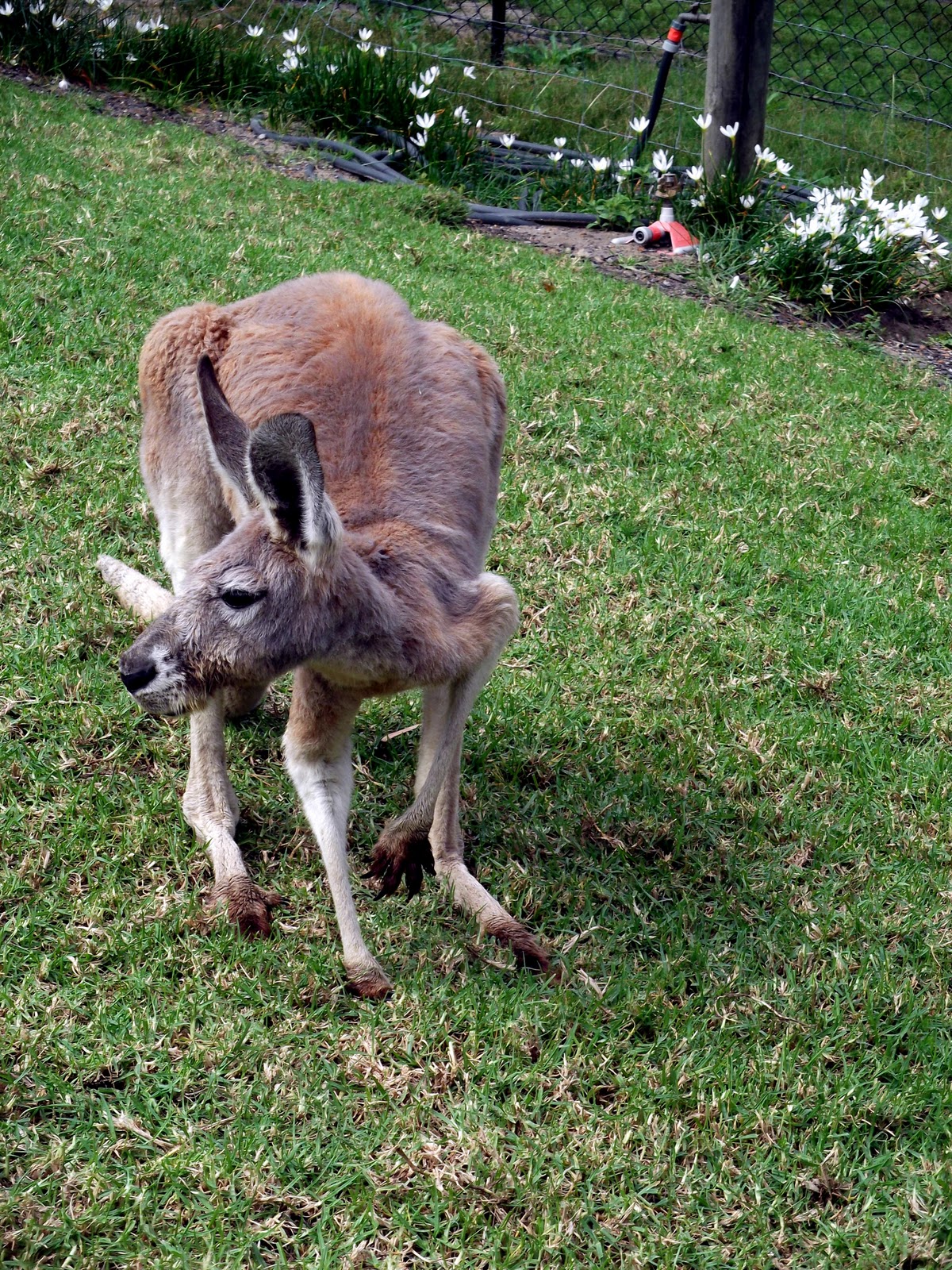 Across The World Taking the Americans to pet Kangaroos