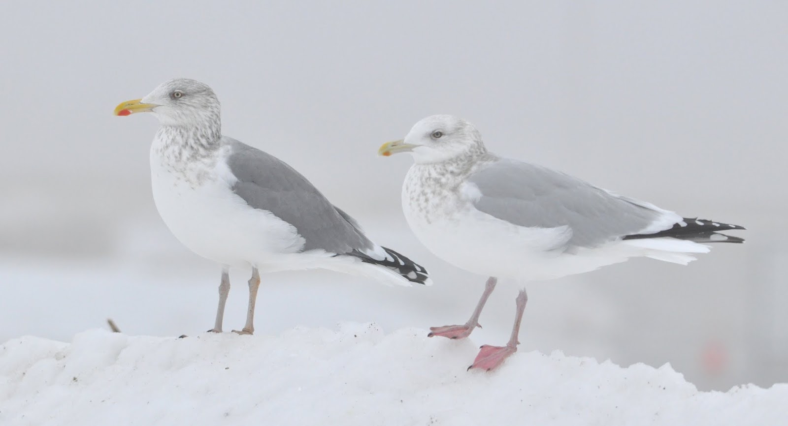 Anything Larus Presumed Adult Appledore Gull