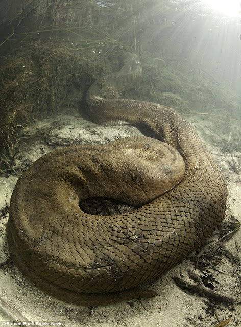 Anaconda Paling Besar yang pernah ditemukan [Asli bukan sotosop]