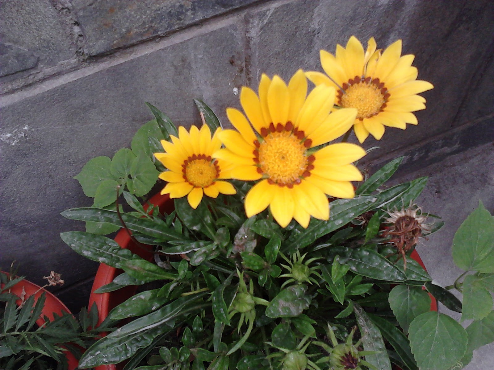 Garden Care Simplified Himachal Pradesh the Valley of Beautiful Flowers