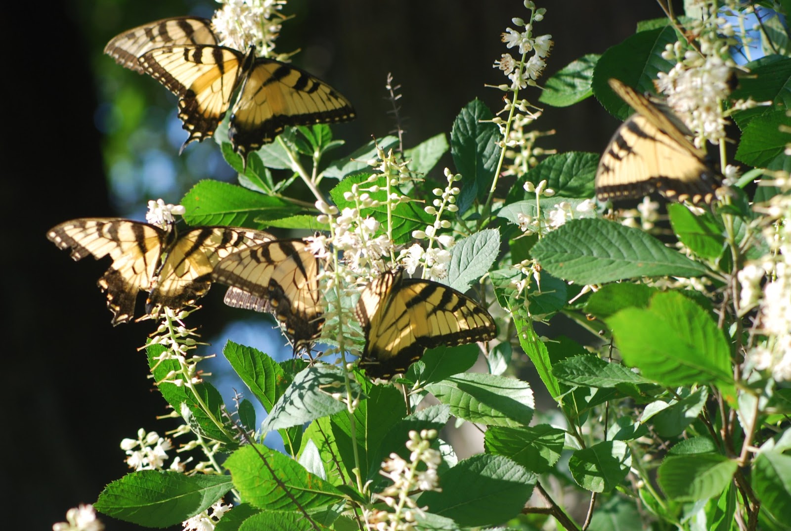 Gardening With Sugarbush Summersweet Clethra