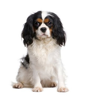 Cavalier King Charles Spaniel