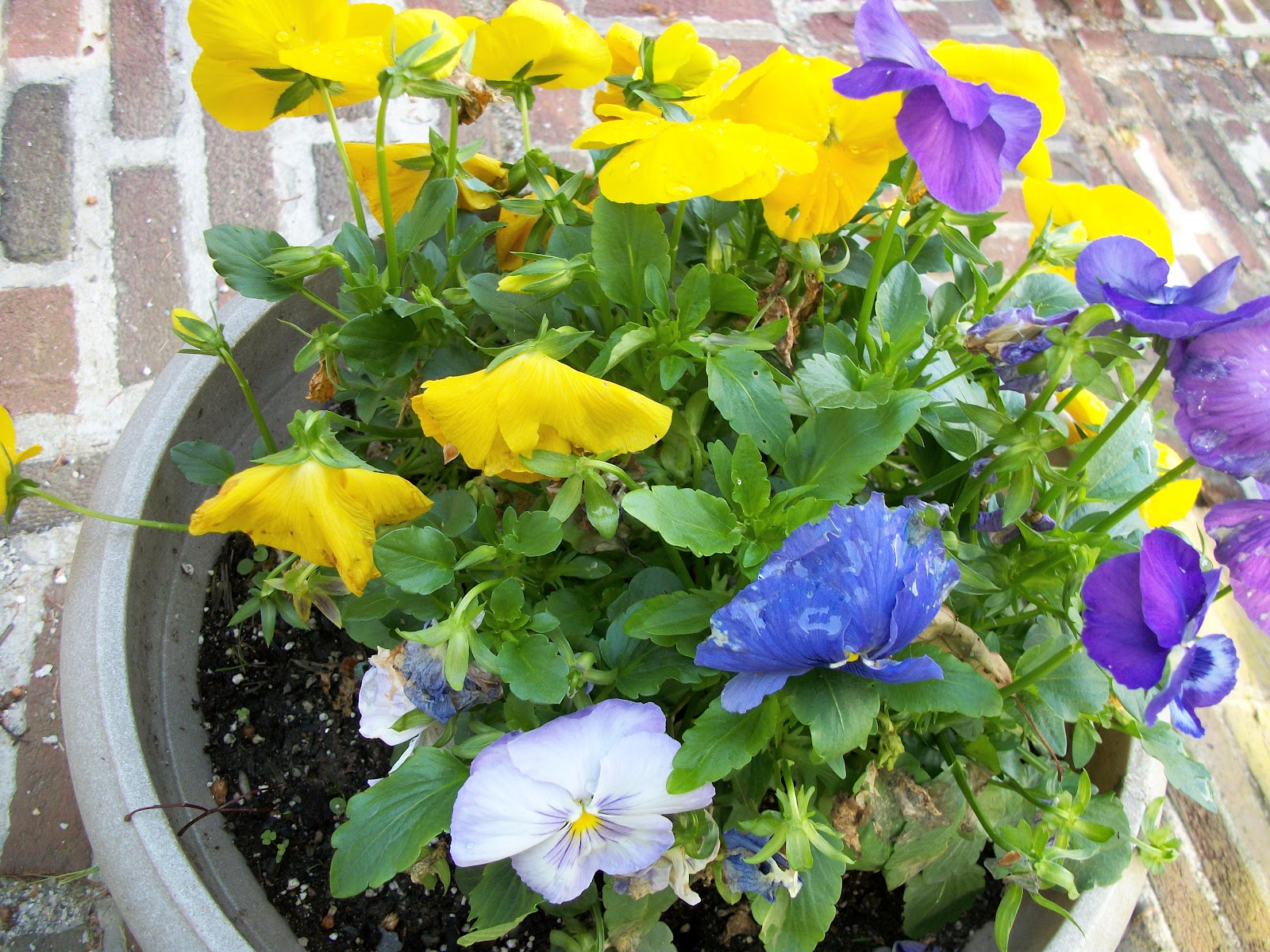 Writing Straight from the Heart Flowers Are Among God's Most Precious