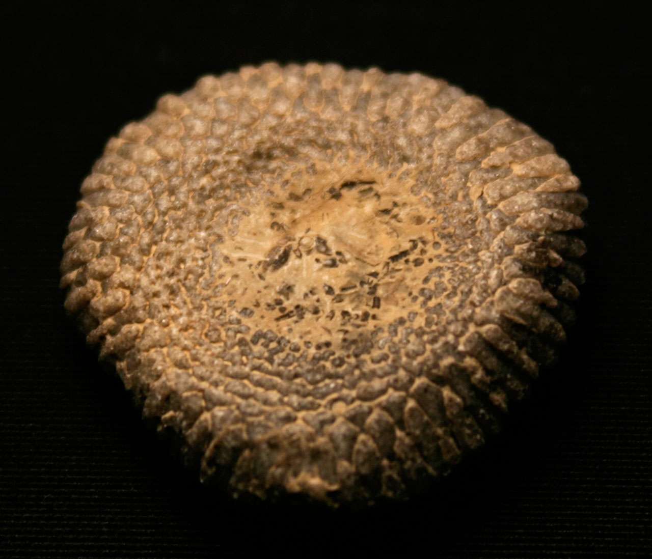 Louisville Fossils and Beyond Receptaculites subturbinatus Fossil Algae