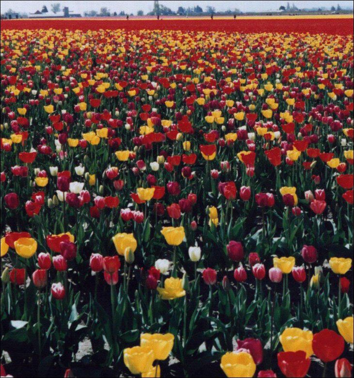 Tulip Garden Seen On www.coolpicturegallery.us Netherland in May Month Seen On www.coolpicturegallery.us