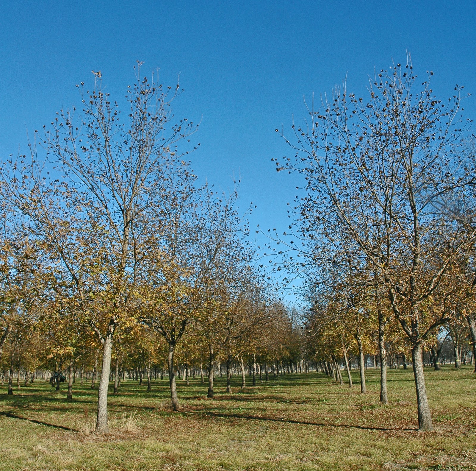 Northern Pecans Kanza nut yield for 2015