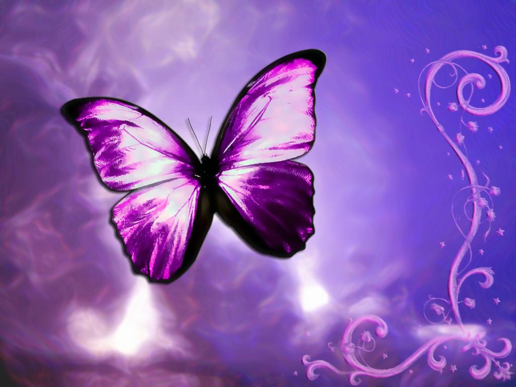 Wallpaper Design Butterfly | butterfly design wallpaper funny animal Wallpaper Design Butterfly | butterfly design wallpaper funny animal