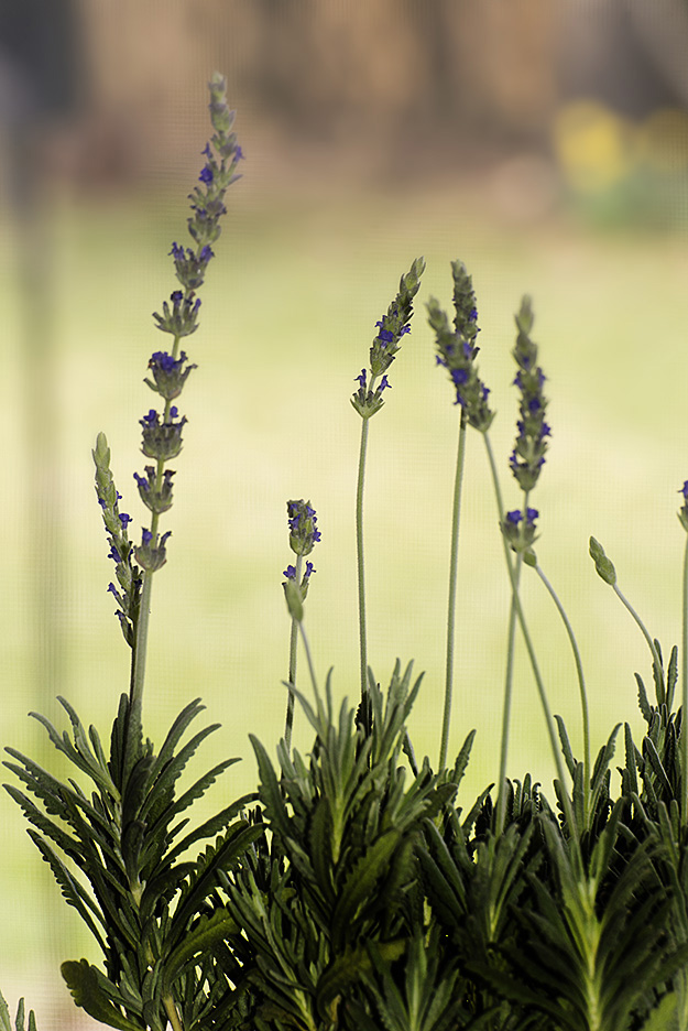 Lavender is Lovely