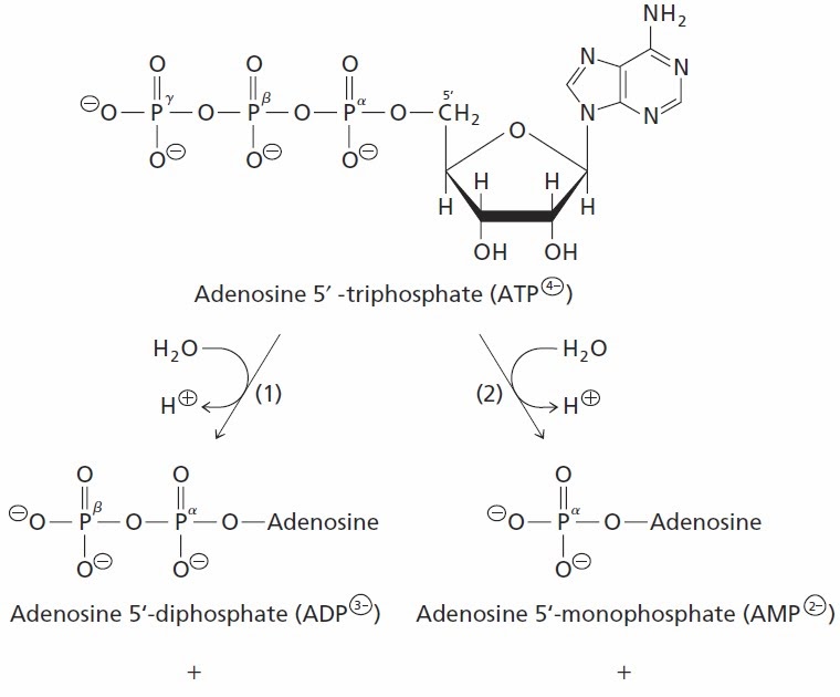 Sandwalk Better Biochemistry The Free Energy of ATP Hydrolysis
