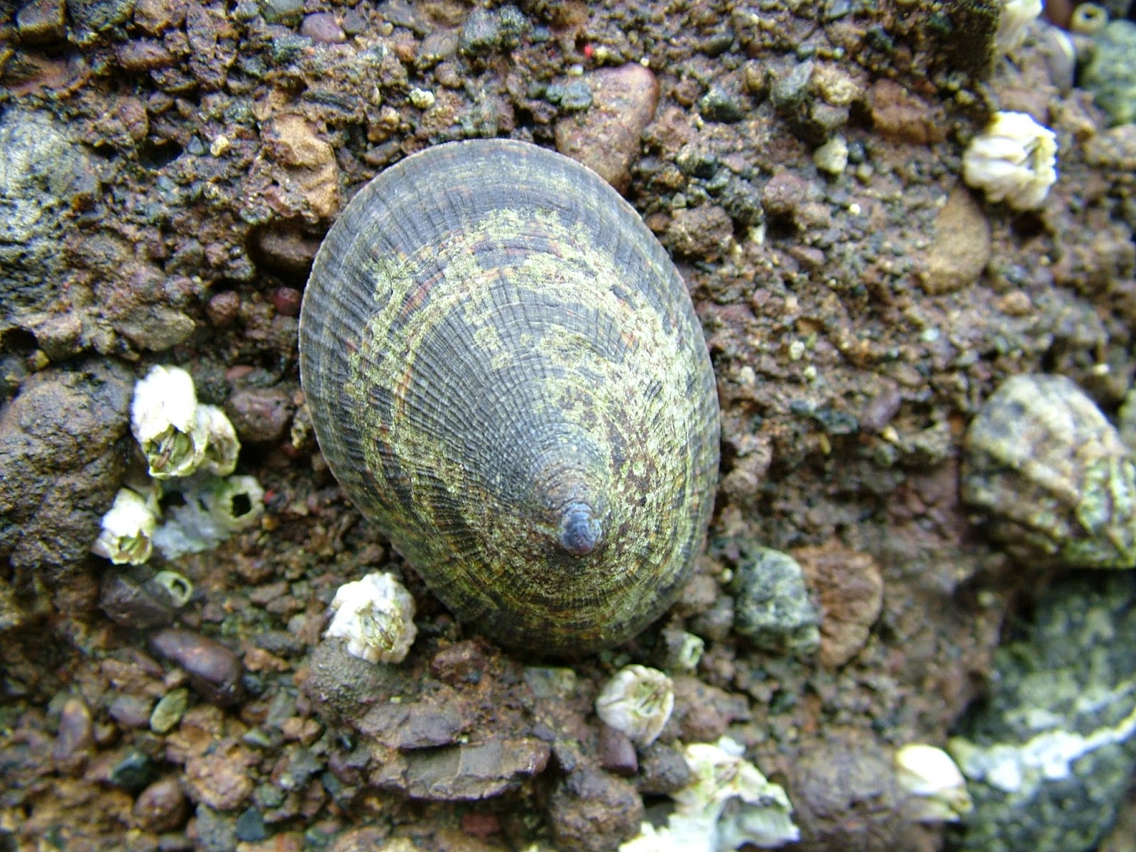 Buzz's Marine Life of Puget Sound: SEA OTTERS AND DETRITUS AND