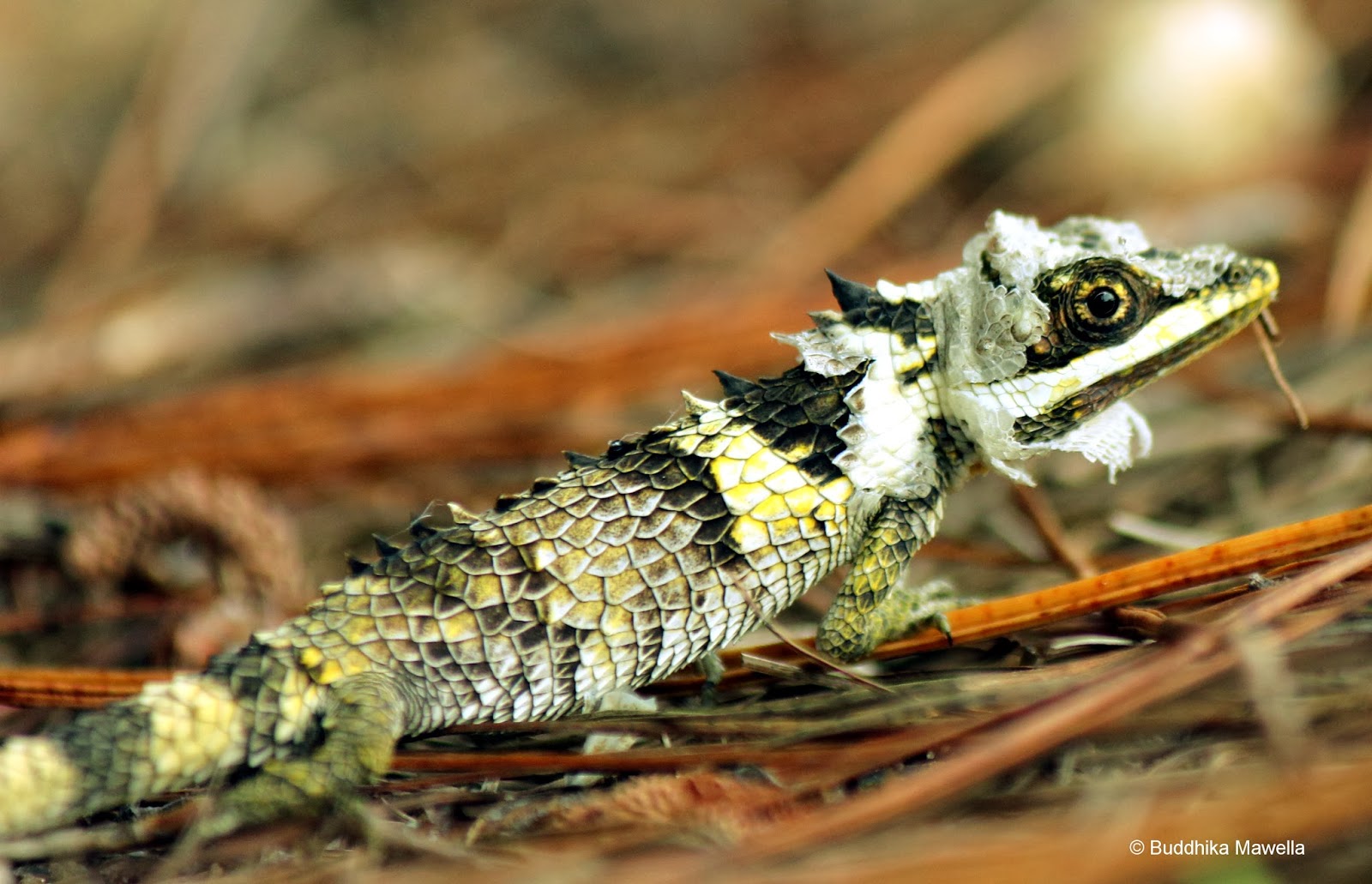 Lanka Nature Summary Pygmy lizard (Cophotis ceylanica)