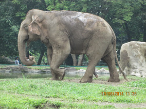 Elephants kept unchained in open enclosure in Ragunan zoo in Jakarta.