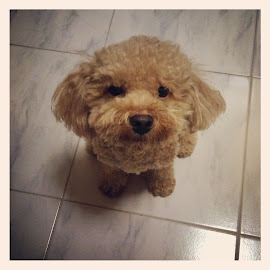 My Pet Red Toy Poodle